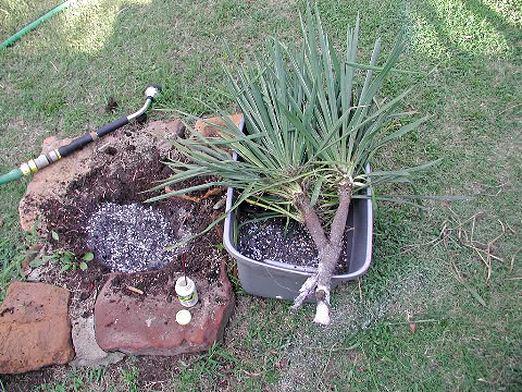 Jak transplantaci yucca?