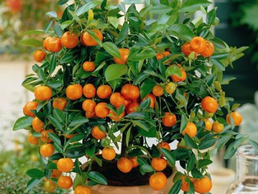 Jak růst pomeranč?