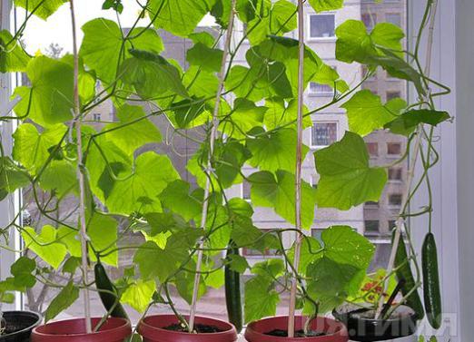 Jak vyrůst okurky na okenní parapety?