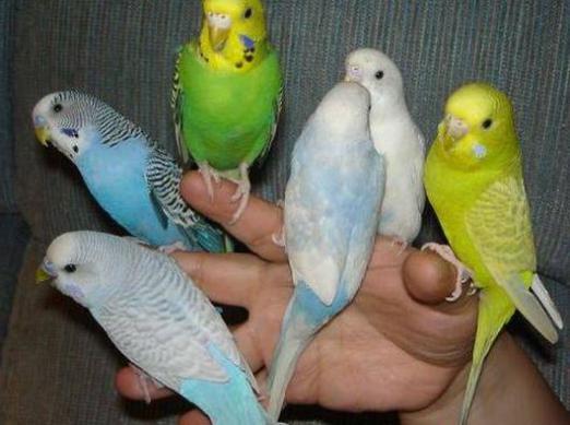 Jak můžete volat papouška?