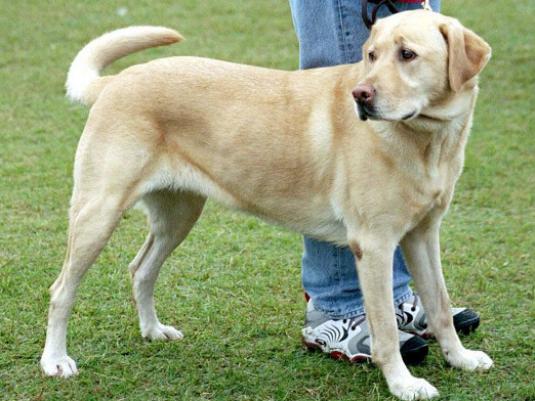 Jak pojmenovat Labrador?