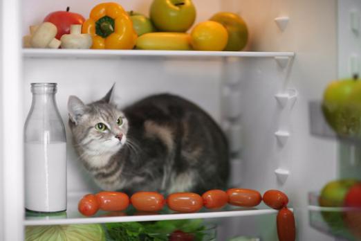 Whiskas nebo naturalka pro kočku? 10 Zakázané potraviny při přírodním krmení